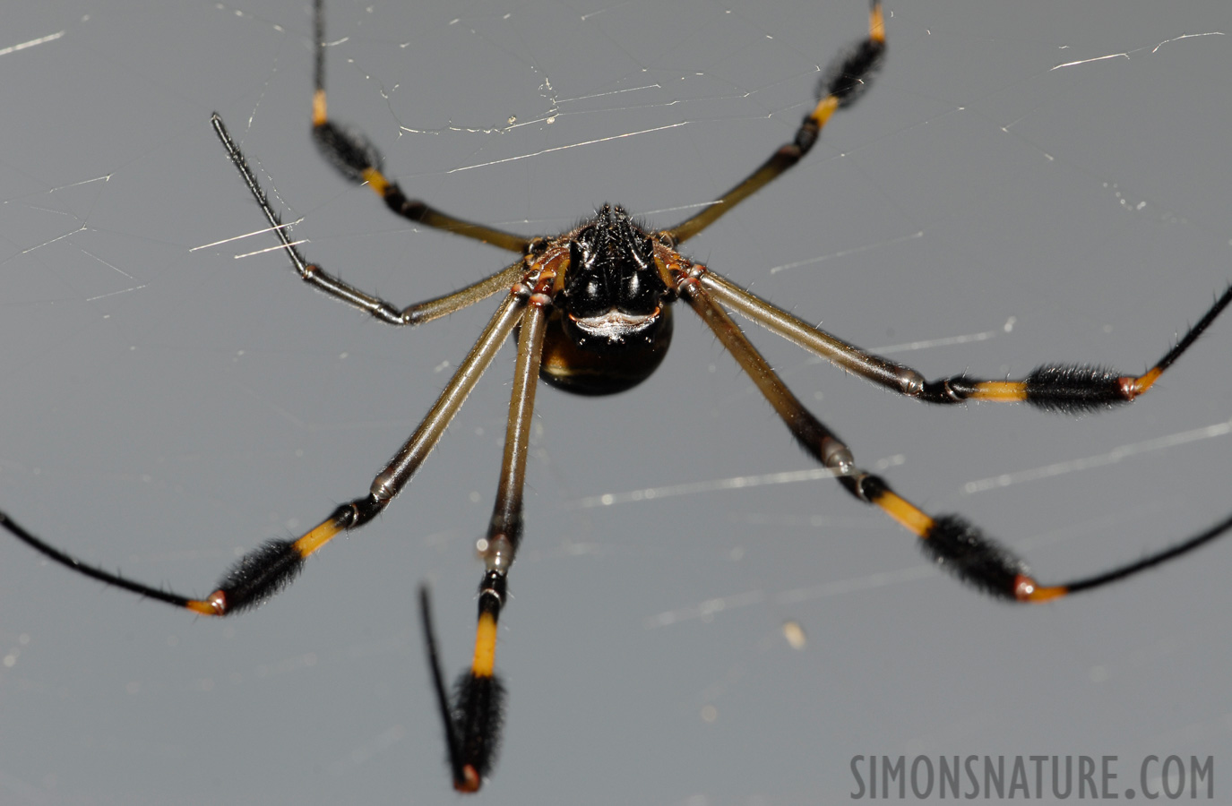 Trichonephila clavipes fasciculata [105 mm, 1/60 sec at f / 14, ISO 200]